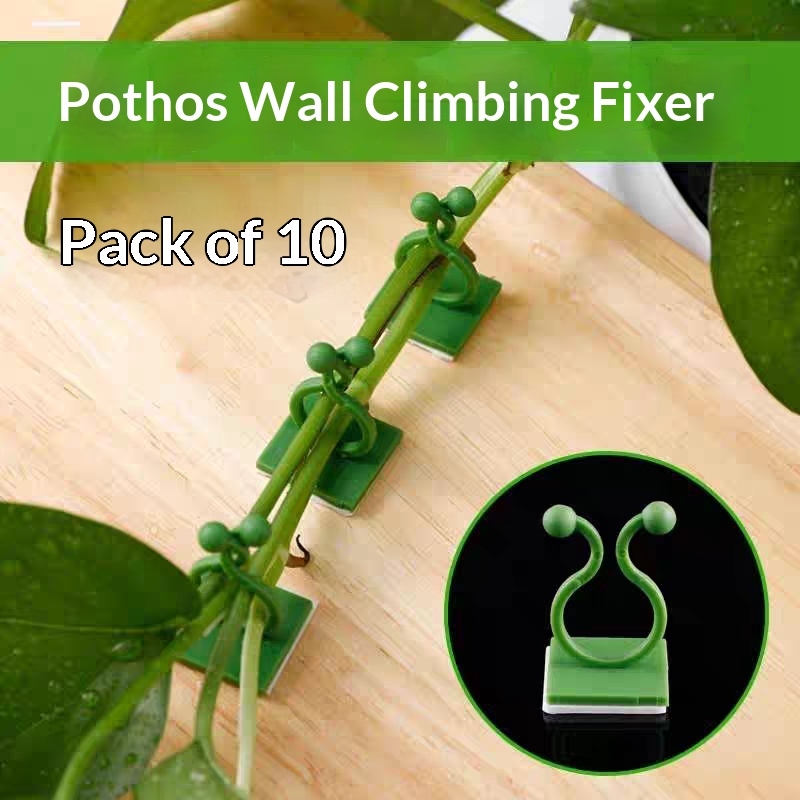 Wall Anchor Plastic - Clips autoadhesivos para fijar plantas trepadoras